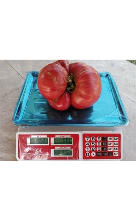 Köstebekgiller: Ata Tohumu Muhafizlari